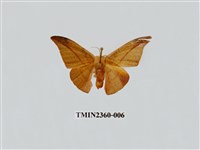 藏品(虎皮楠帶鉤蛾 )的圖片